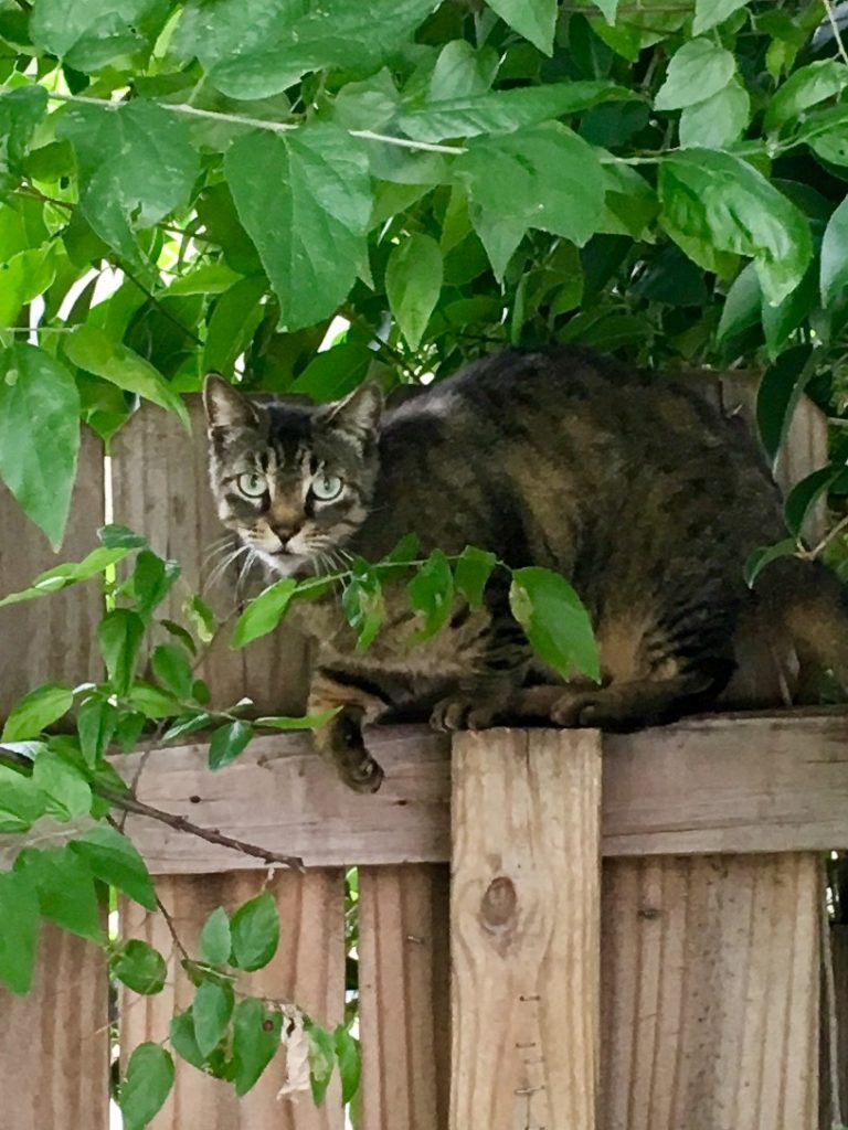 feral cat Timmy on fence; I love those gorgeous green eyes.
How to save money on vet bills