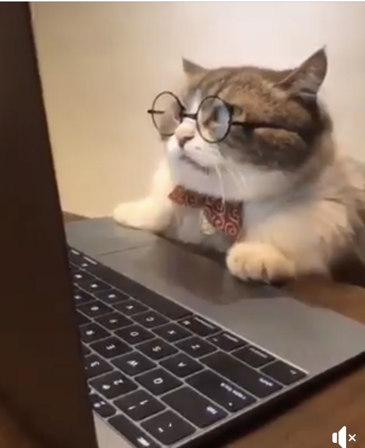 cat at computer