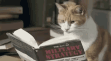 cat reading qa book