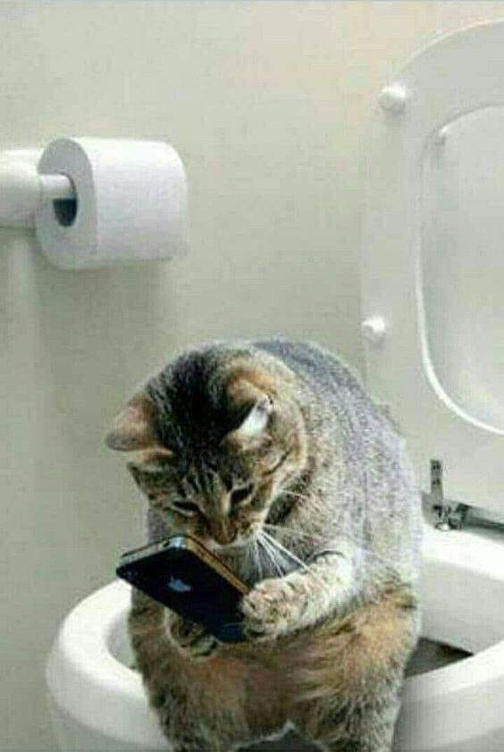 Cat on toilet looking at phone- reading texts and emails