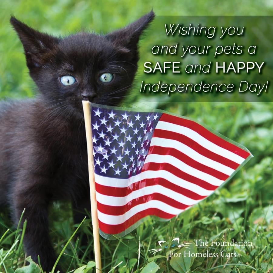 black kitten with flag. Patriotic picture for Fourth of July
Cats and Fireworks