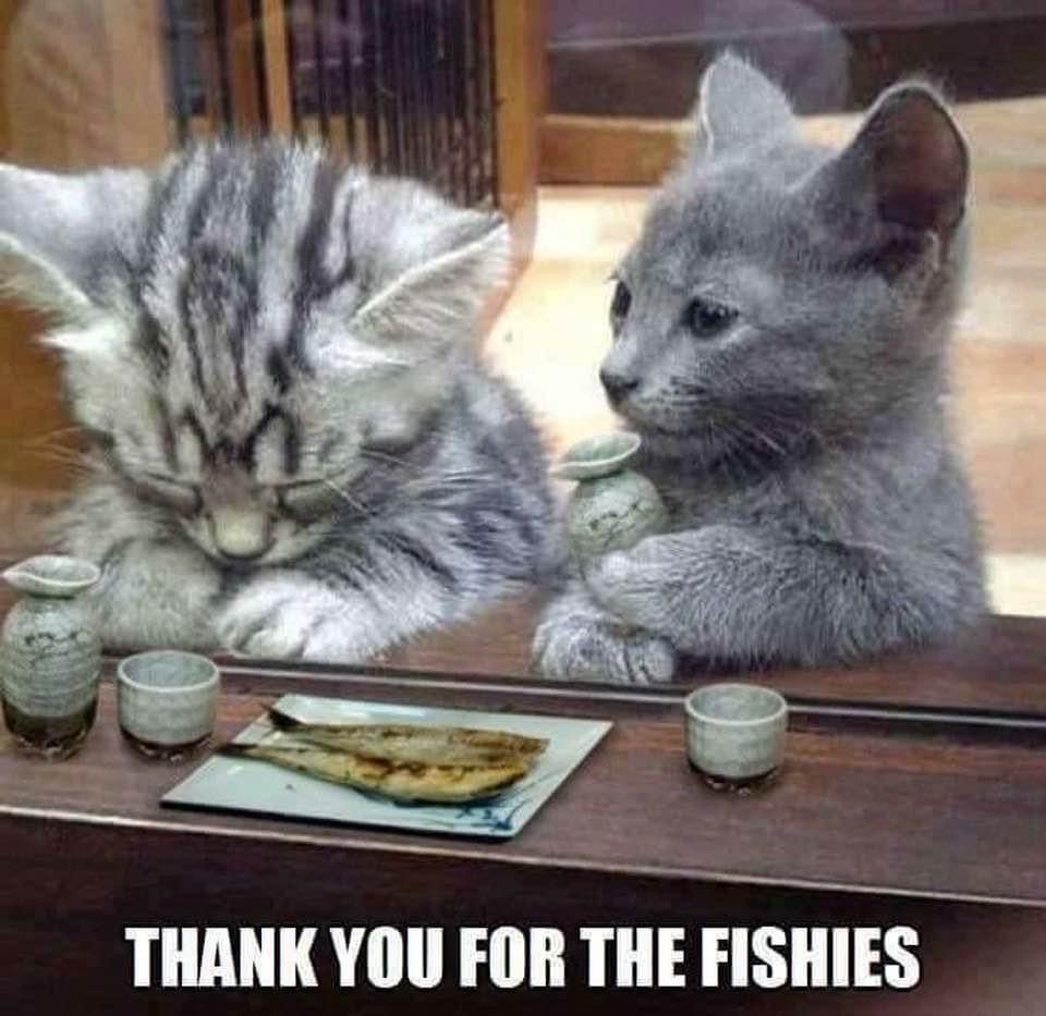 Grateful kittens
