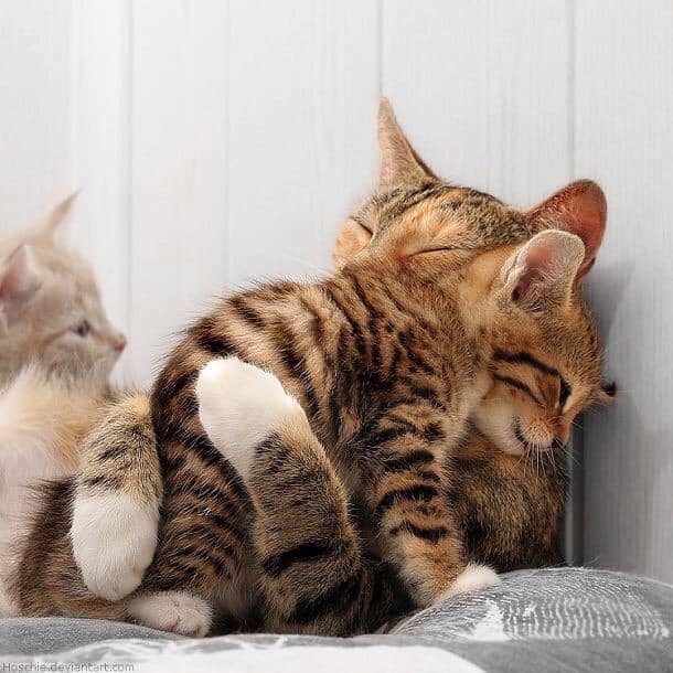 Mother cat with kitten 
Twelve Ways to Protect your  Children