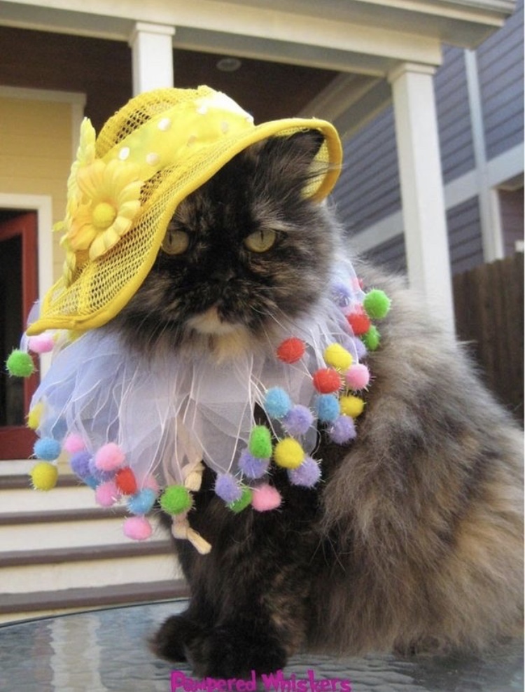 Dressed up Cat