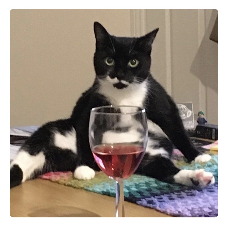 cat with glass of wine
My Online Community