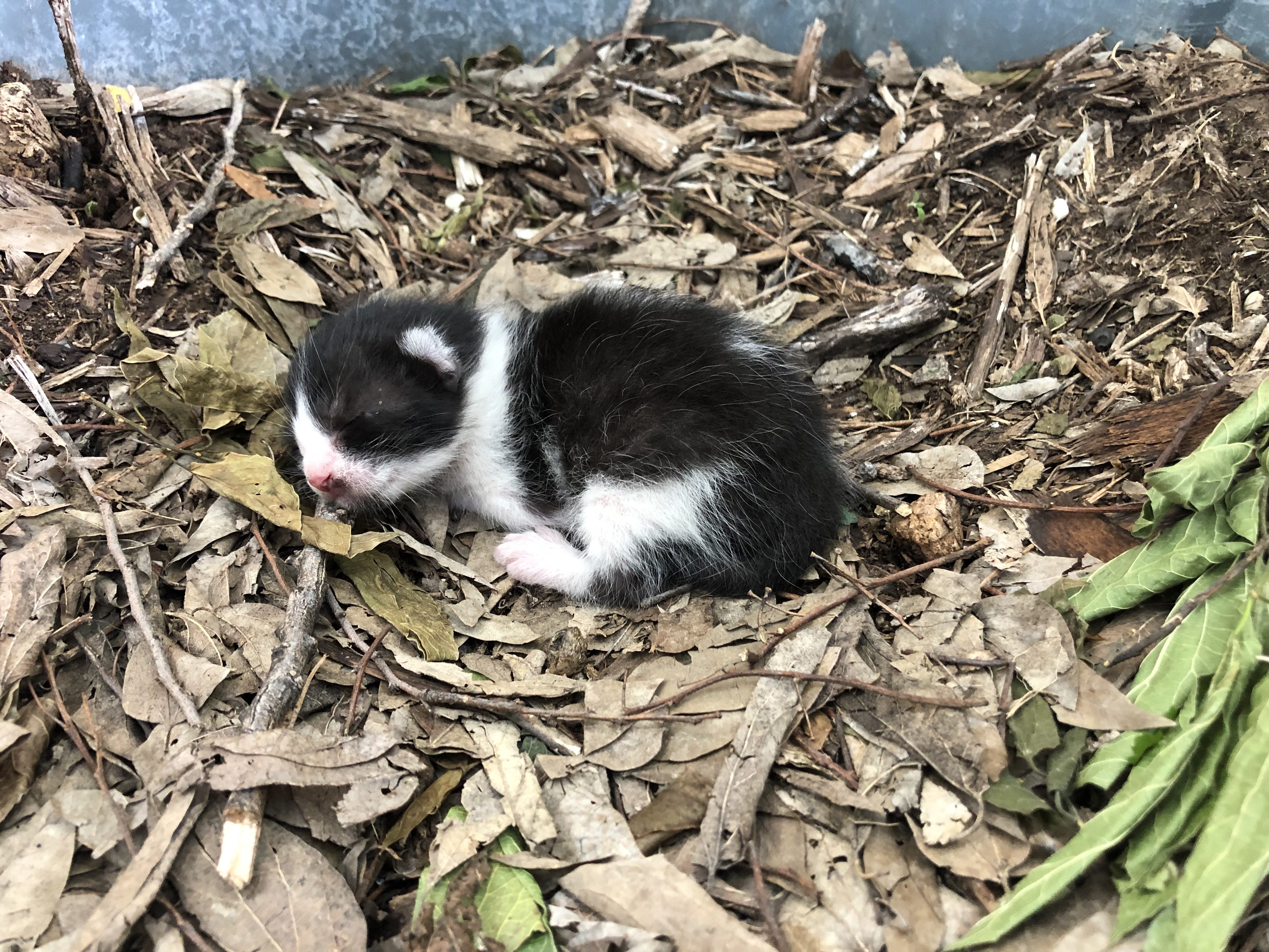 Mosie in the Compost Bin 3-4 days old. 
Alley Cat Allies