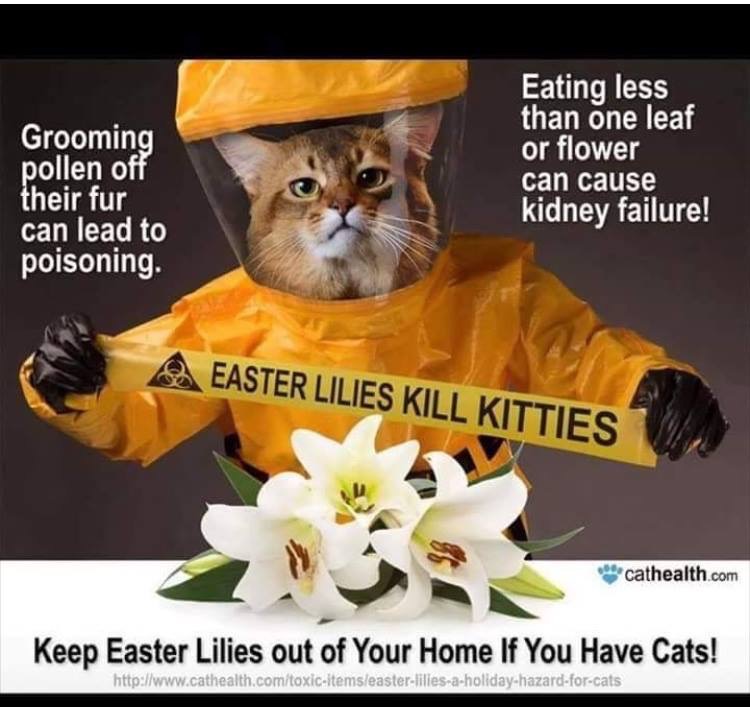 warning against lilies for cats!
Poisonous Plants