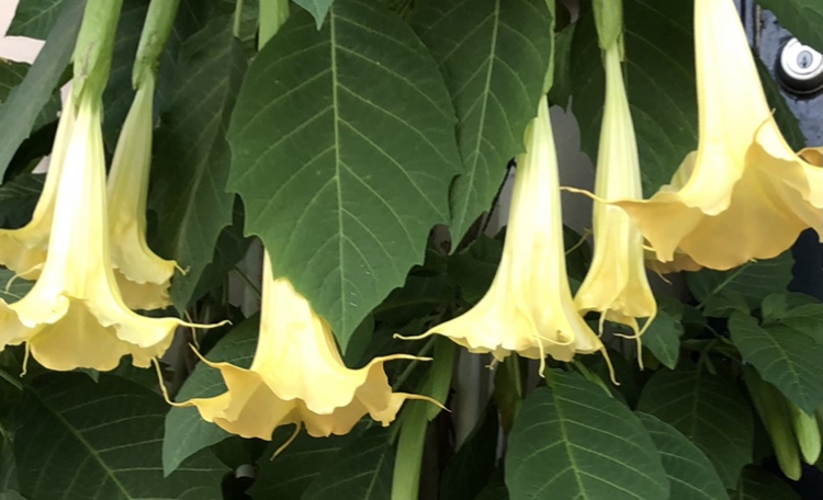 My Angel's Trumpet in blossom.
Poisonous Plants