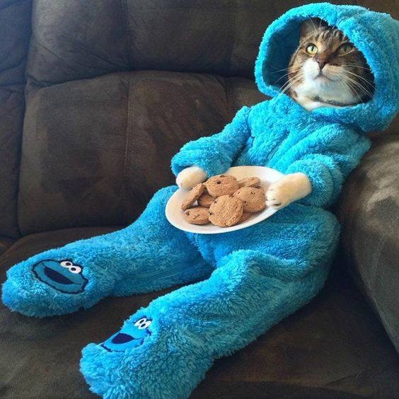Cat in blue  pajamas eating cookies
Eat Cookies