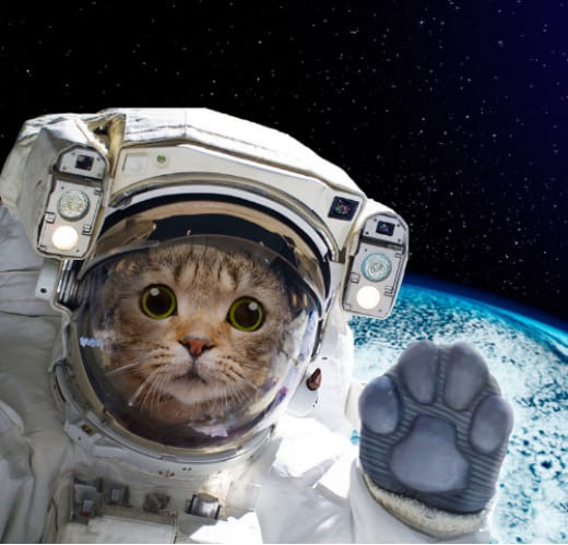 Cat as Astronaut
Travel