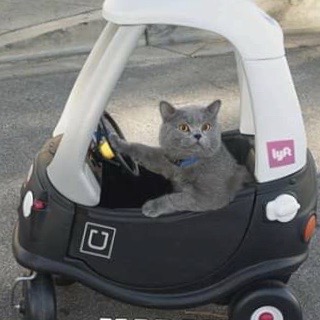 Gray cat driving a cart
Car Insurance