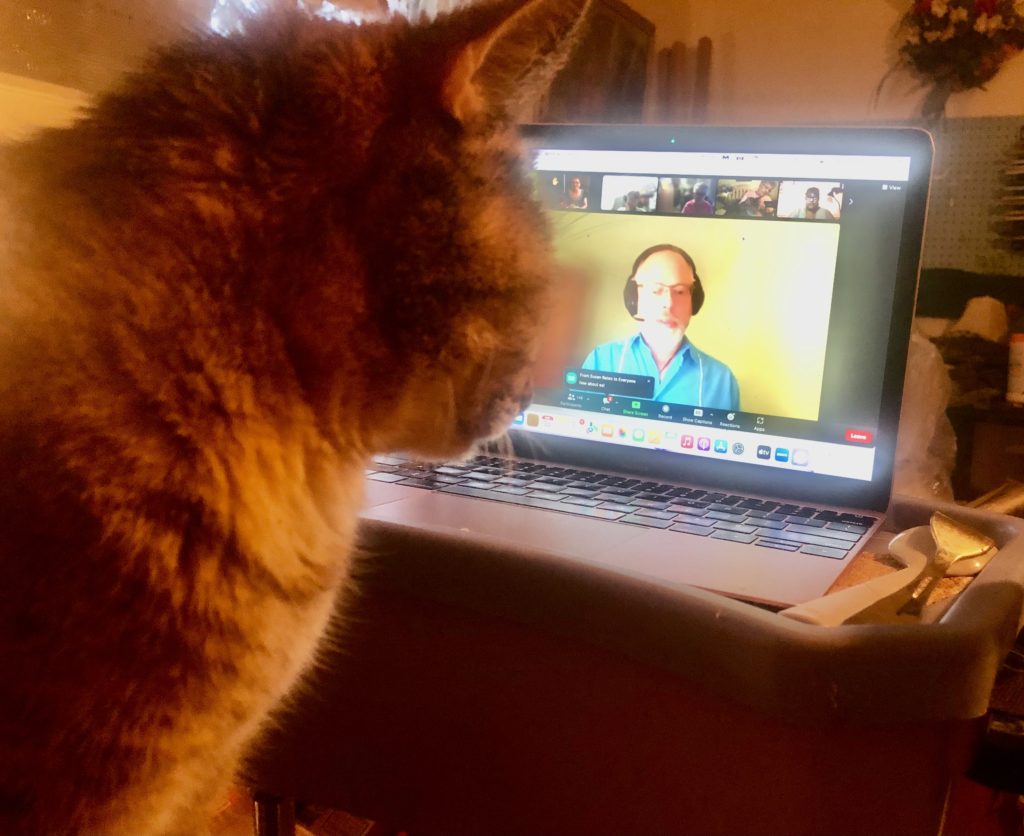 Olivia, my cat watching Rory on Zoom

Improved Education 