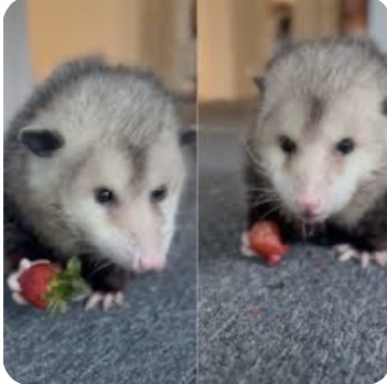 My Opossum  Persimmon: Sidekick