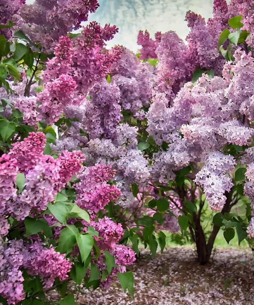 Lilac bushes
Donating Your Body