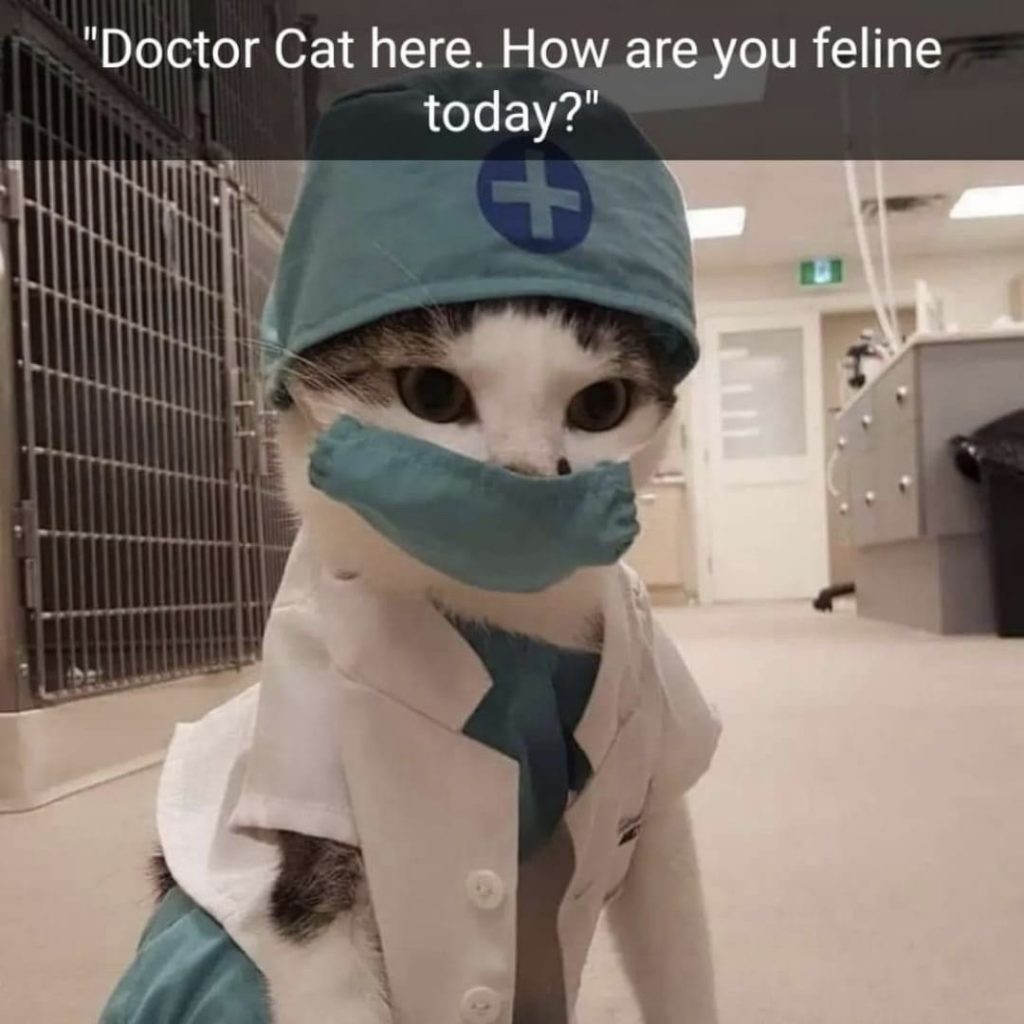 Cataracts
cat dressed as doctor